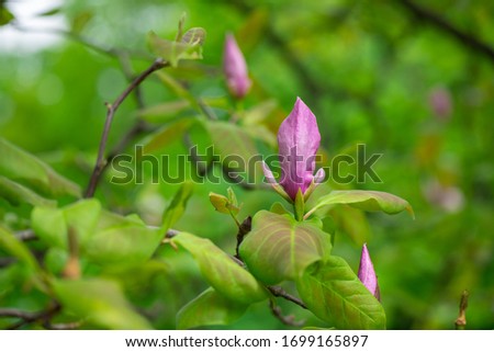 Nice spring flower magnolia tree branch nature macro  close up