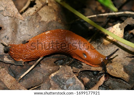 a red slug on the ground Royalty-Free Stock Photo #1699177921