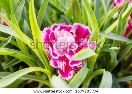 Dianthus OSCAR Pink and Purple Carnations are the top series of pot carnations
