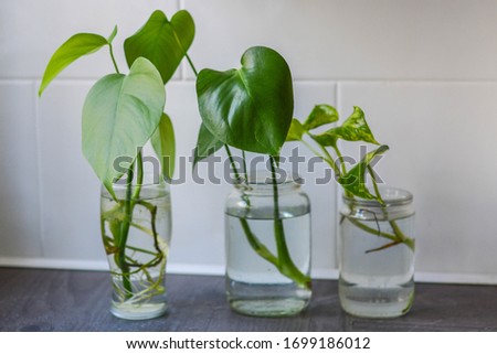 Home plant propagation in water jars  Royalty-Free Stock Photo #1699186012