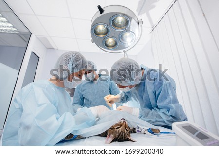In a modern veterinary clinic, an operation is performed on an animal on the operating table in close-up. Veterinary clinic Royalty-Free Stock Photo #1699200340