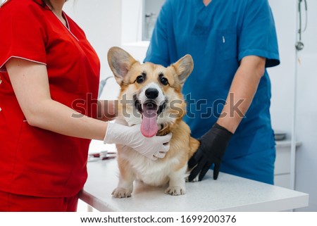 In a modern veterinary clinic, a thoroughbred Corgi dog is examined. Veterinary clinic Royalty-Free Stock Photo #1699200376