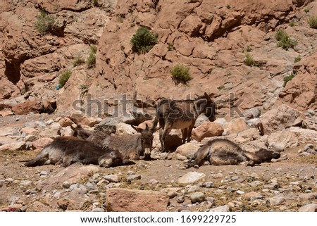 Boumalne Dades Valley, Merzouga desert tour, Morocco