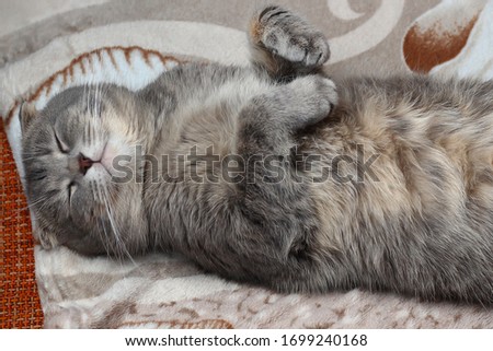 The cat is sleeping on its back. The breed is Scottish fold. Funny background, cheers up and makes you smile, toned