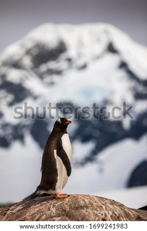 A Gentoo Penguin sits perched on a cliff in Port Lockroy, Antarctica with glaciers and ice bergs in the background.