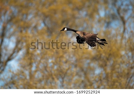 Canada Goose coming into lake for landing