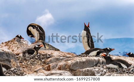 Gentoo Penguins Snow Calling For Mate Rookery Damoy Point Antarctic Peninsula Antarctica.