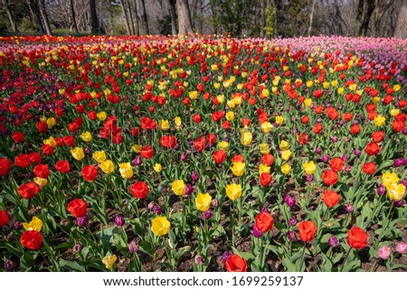 (Saitama Prefecture Musashi Hill Forest Park) Tulips