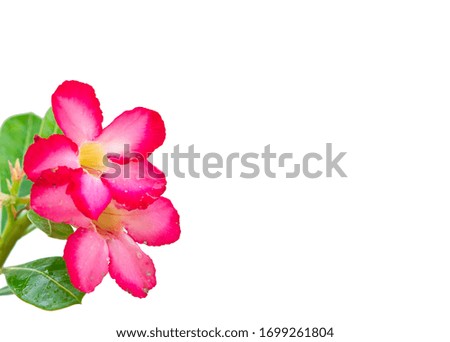 Fresh and beautiful pink azalea flowers On a white background