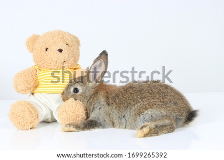 Happy fluffy gray brown bunny rabbit with long ears lying down on a teddy bear on white background. 