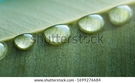 Drops of transparent rain water on a green leaf macro. Drops of dew in the morning glow in the sun. Beautiful leaf texture in nature. Copy space. 