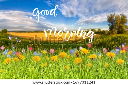 Summer nature background with grass and flower on meadow and hand lettering text Good morning