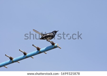 One Oriental Magpie Robin perched on a television antenna in the blue sky.