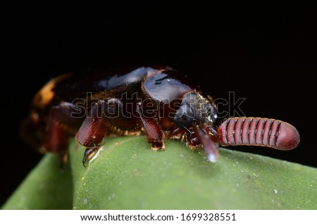 macro image of Ant Nest Beetle on green leaf - Paussinae