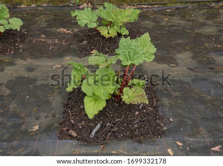 Home Grown Organic Spring Rhubarb Plant (Rheum x hybridum 'Champagne') Surrounded by Weed Suppressant Fabric in a Vegetable Garden in Rural Devon, England, UK Royalty-Free Stock Photo #1699332178