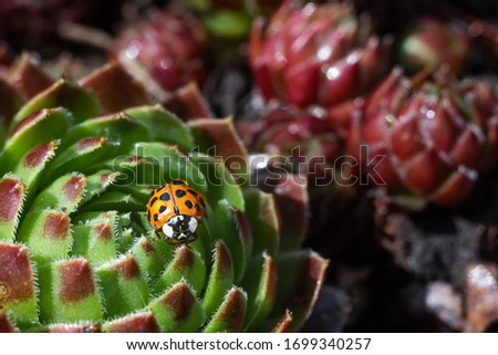Red ladybug on a green and red spiky plant cucculent Saxifraga. Little ladybirds are covered with dew drops. Summer morning. Cute and beautiful macro for wallpaper or photo picture.