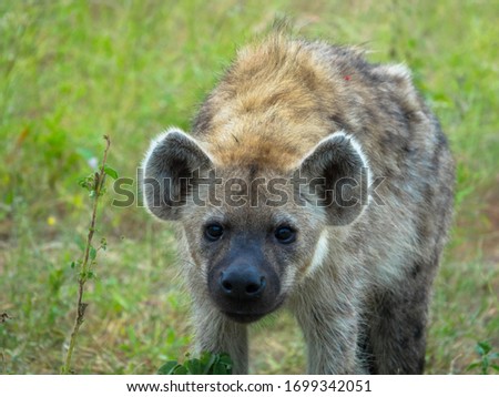 Portrait of a spotted hyena, national park africa