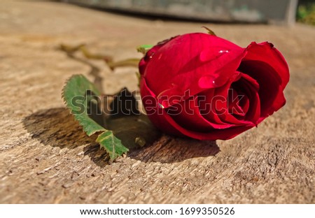 Elegant Rose On The Wooden Textured Table.              
