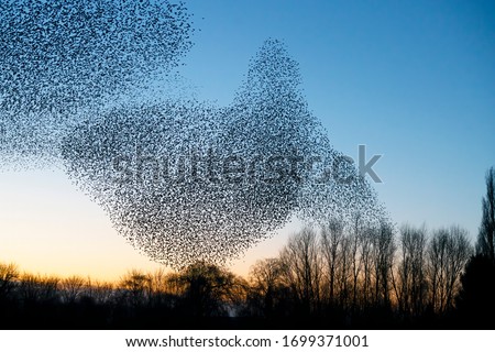 Beautiful large flock of starlings (Sturnus vulgaris), Geldermalsen in the Netherlands. During January and February, hundreds of thousands of starlings gathered in huge clouds.  Starling murmurations.