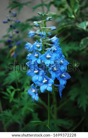 Blue larkspur view on inflorescence in blooming time.