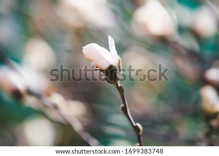 White magnolia early spring  blossom