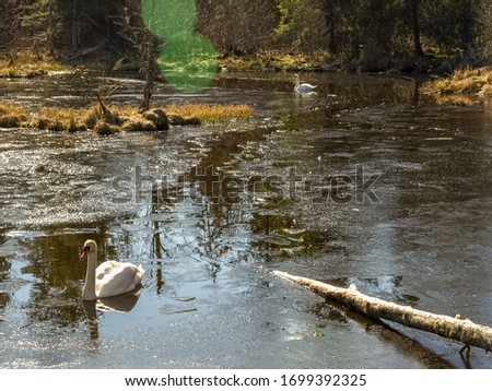 picture of a swan flying in a small pond, a pond frozen in thin ice