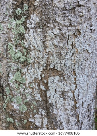 Picture of the texture of a tree with different patterns and characteristics.