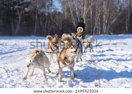 Dog sledding in Irkutsk in winter season, Siberia, Russia, Asia