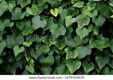 green leaves covering ground suit for design, decoration, and so on