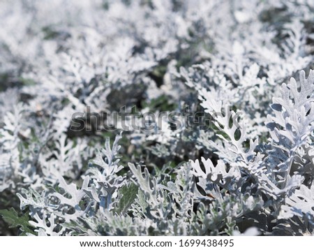 Close up Cineraria plant grows on the flowerbed. Grey leaves bush natural background.