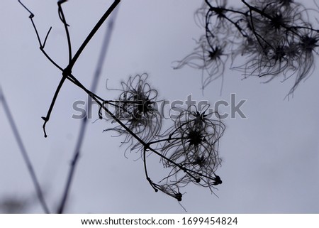  Hairy silhouette of the achene of wild clematis (a wild climbing plant) in a gray-blue atmosphere                              