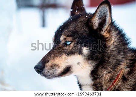 closeup of husky snow dog in lapland, Sweden. 
