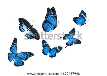  blue tropical butterflies isolated on a white background. 
