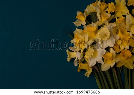 On the right is a large bouquet of yellow daffodils on an indigo background. Copy space. Can be used as a card, background for screensavers, greetings