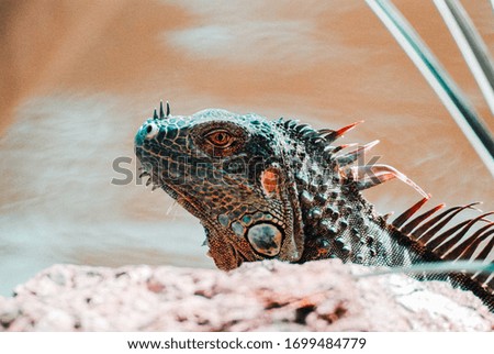 Close up picture of an iguana in Costa Rica