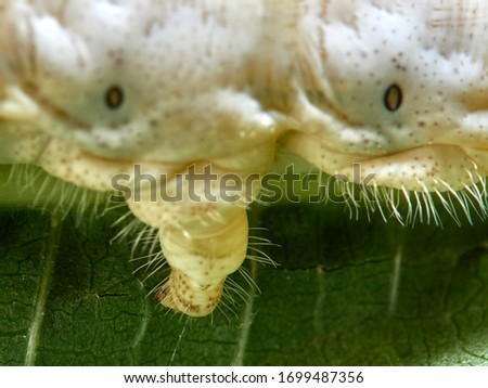 Macro photo of a silkworm bombix mori on a leaf. Details of his body.