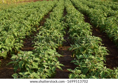 Eggplants farm or Brinjal Farm. Vegetable Farm. Indian Agriculture