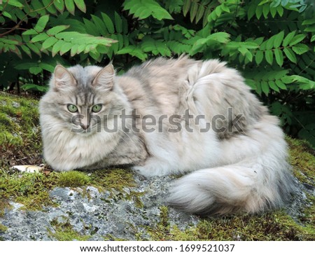 Silver blue tabby Ankara kedisi, Turkish Angora cat, resting on top of a stone Royalty-Free Stock Photo #1699521037