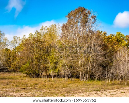Caraorman / Letea forest - Danube Delta