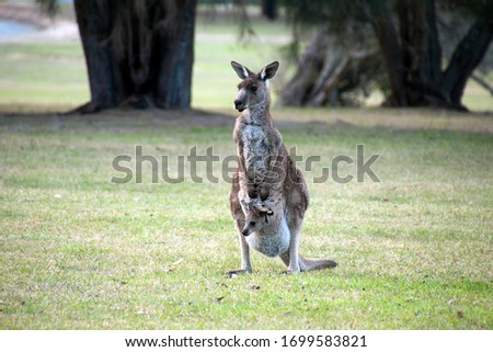 Mogo Australia, Kangaroo with joey in pouch on golf course