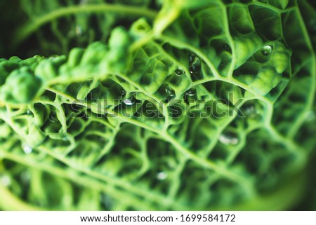 Green leaf of cabbage with drops of water. Close-up. Healthy food. The texture of cabbage. Green background.