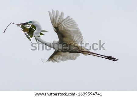 Great Egret in flight with nesting material, showing wing feather pattern. 
Ardea modesta
Bundaberg
Queensland
Australia Royalty-Free Stock Photo #1699594741
