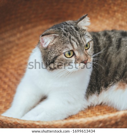 A Scottish Fold cat lying and relax in the basket