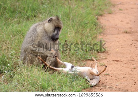baboon inspecting a dead gazelle beside the road