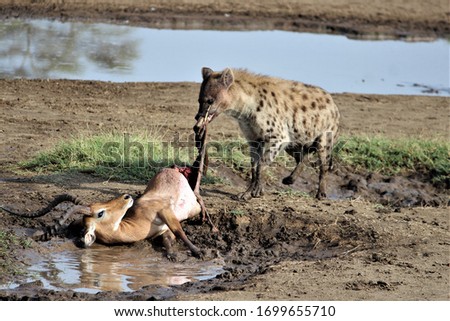 hyena pulling an impala kill from a pond