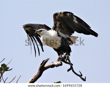 A fish eagle about to take off into the skies