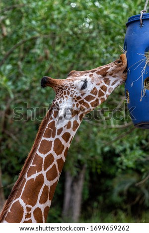 Giraffe eats hay from a blue manger on a background of trees in a safari park