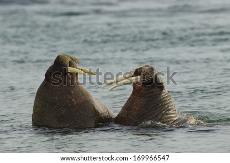Atlantic Walrus, rosmarus rosmarus, play fighting, Torellneset Beach Svalbard, Norway