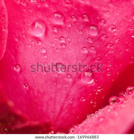 Pink beautiful  rose macro with water drops, floral background