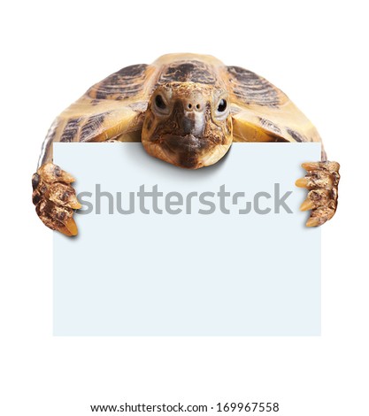 Cute turtle holding  a blank white board isolated on white
